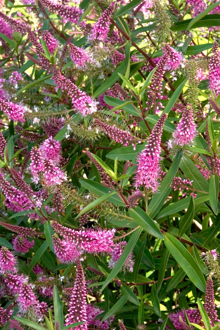 Hebe | Hebe 'Wiri Blush'