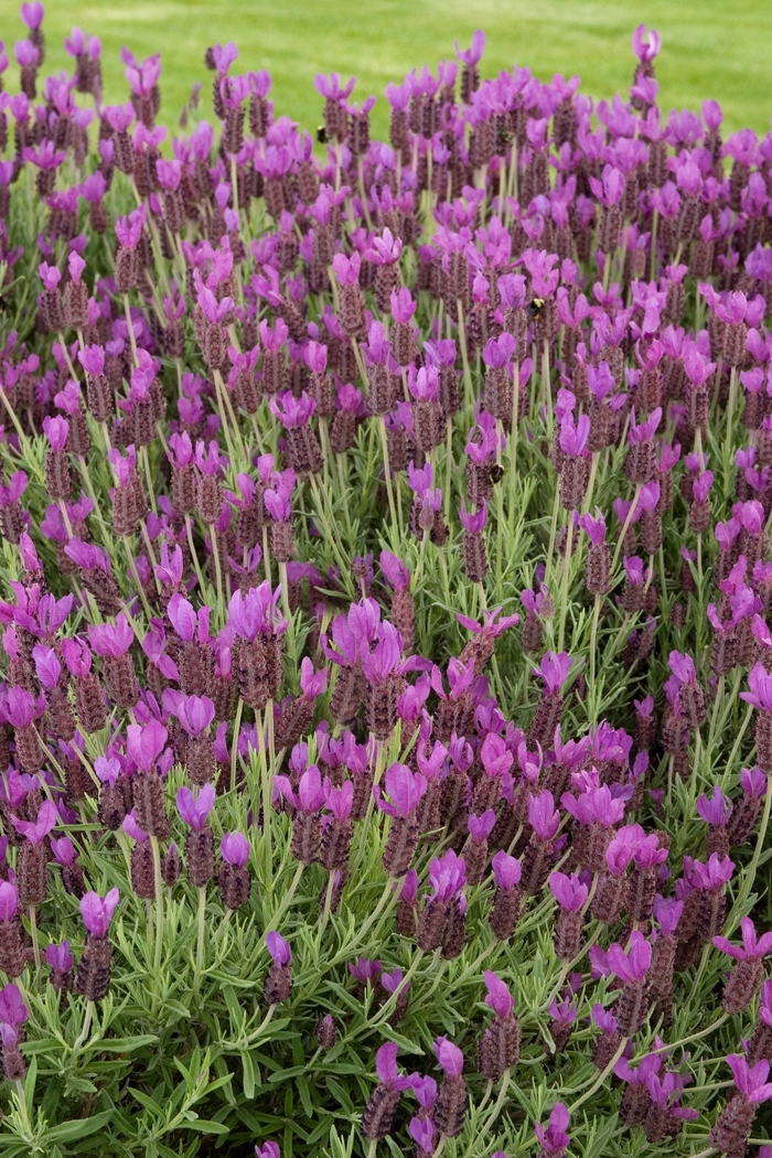 Hazel Spanish Lavender | Lavandula stoechas 'Hazel'