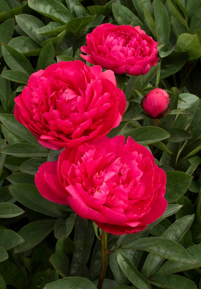 Garden Peony | Paeonia hybrid 'Kansas'