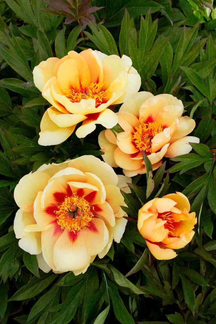 Misaka Itoh Peony | Paeonia itoh 'Misaka'