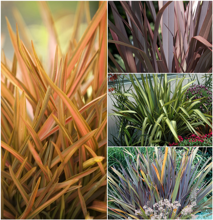 New Zealand Flax | Phormium tenax 'Multiple Varieties'