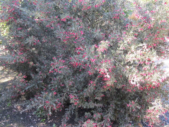 Lavender Grevillea | Grevillea lavandulacea 'Penola'