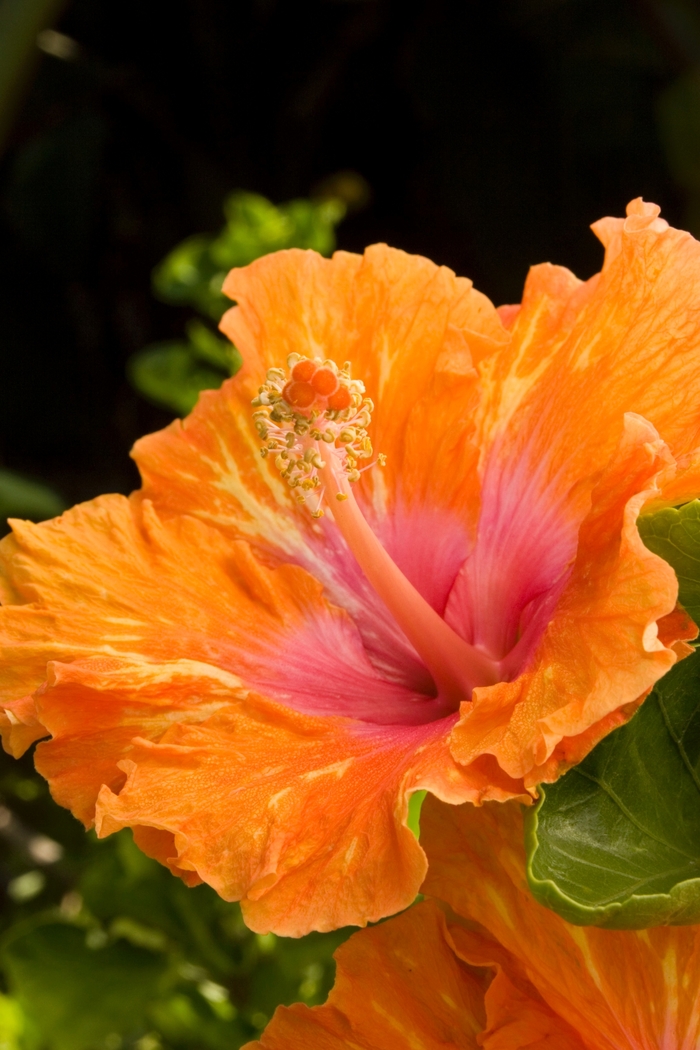 Fiesta Hibiscus | Hibiscus rosa sinensis 'Fiesta'