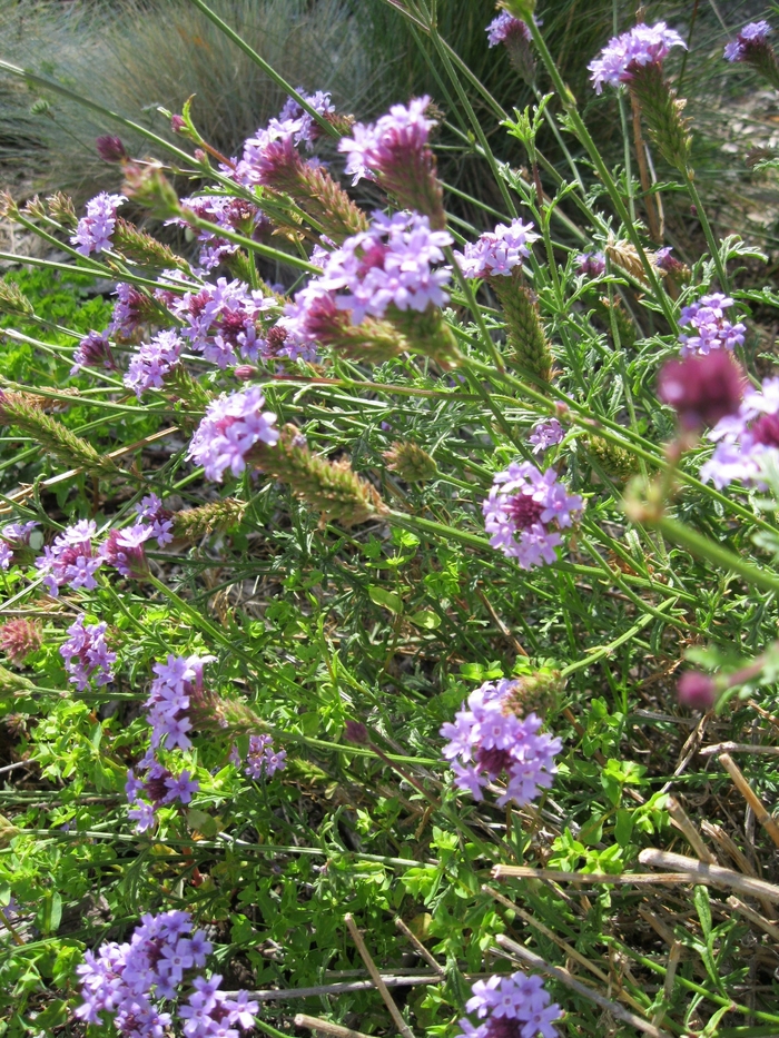 Cedros Island Verbena | Verbena lilacina