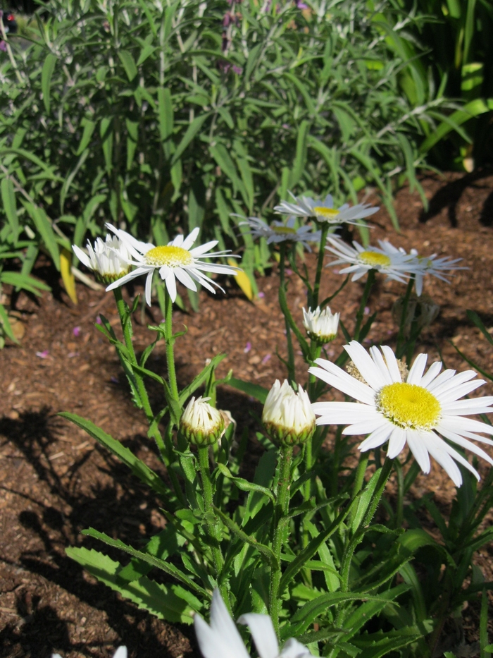 Shasta Daisy | Chrysanthemum maximum (superbum)