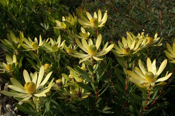 Leucadendron | Leucadendron 'Wilson's Wonder'