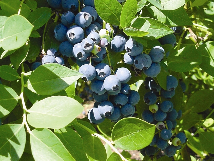 Southern Highbush Blueberry Sharpblue | Vaccinum 'Sharpblue'