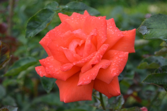 'Tropicana' Rose | Rosa 