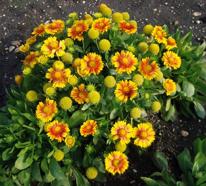 Arizona Indian Blanket | Gaillardia grandiflora 'Arizona Apricot'