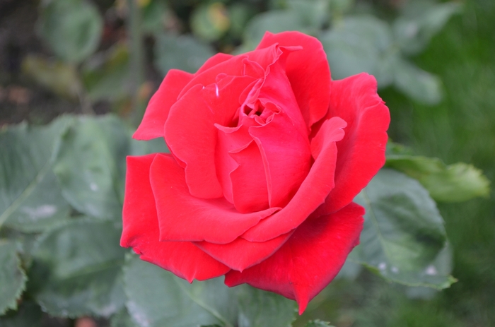 Veteran's Honor Rose | Rosa hybrid tea 'Veteran's Honor'