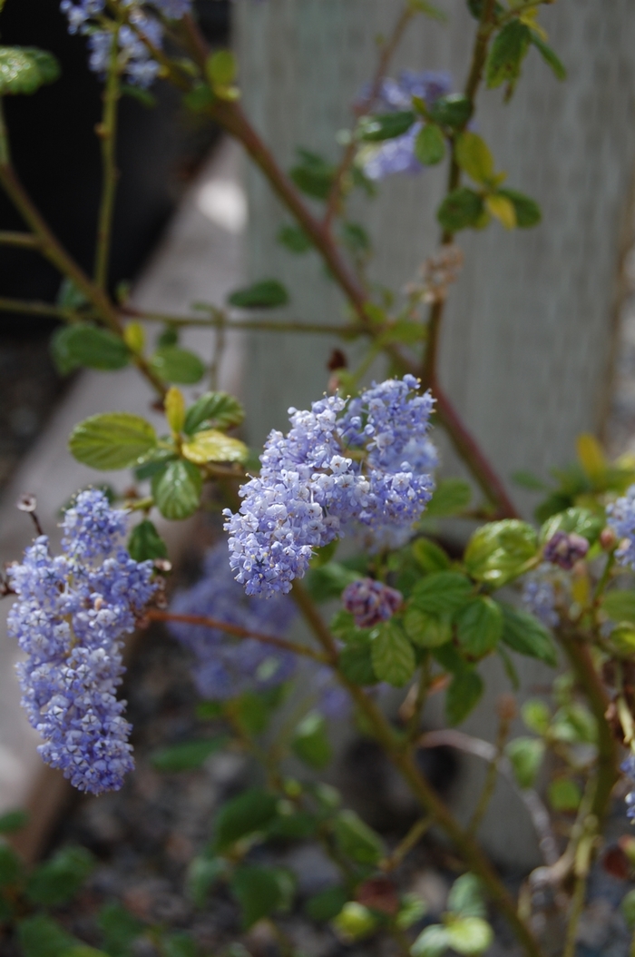 California Lilac | Ceanothus 'Frosty Blue'