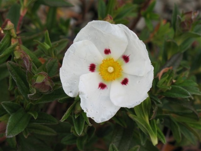 Crimson Spot Rockrose | Cistus ladanifer