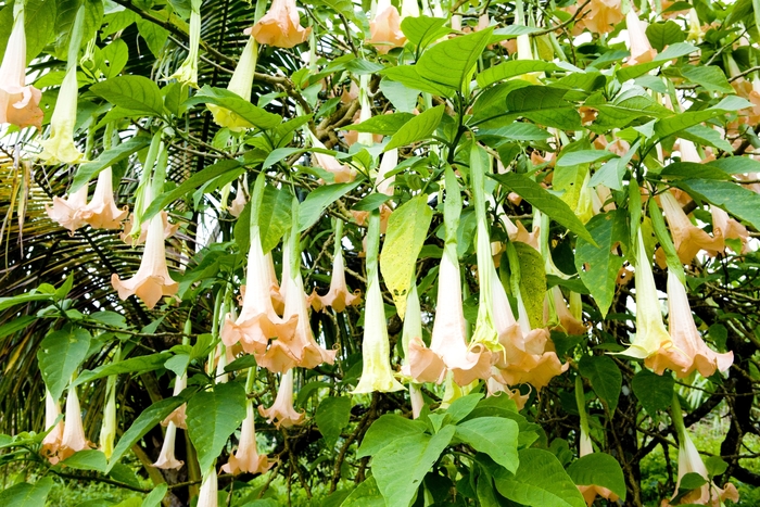 Pink Angels Trumpet | Brugmansia insignis 'Frosty Pink'