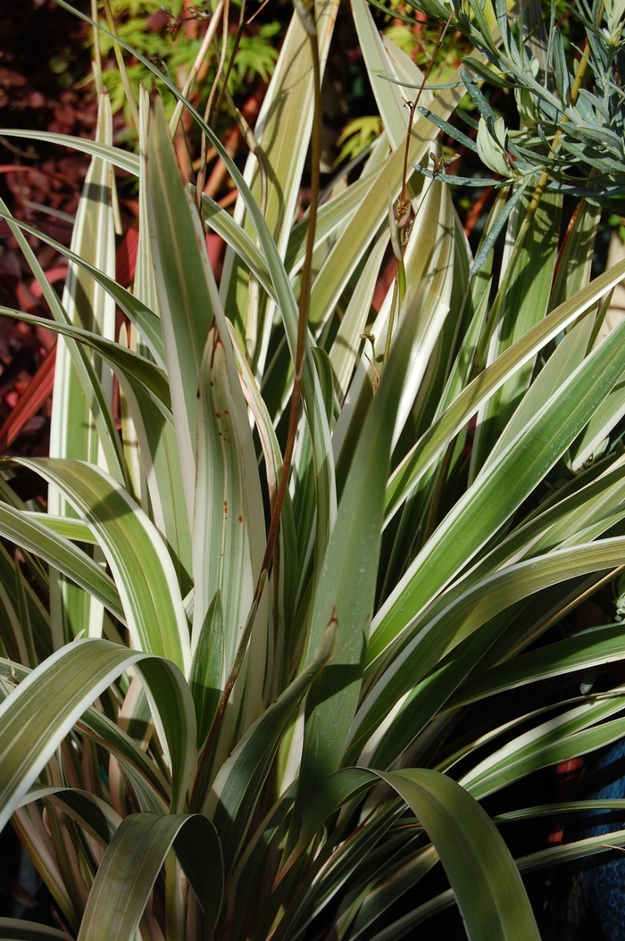 Variegated Flax Lily | Dianella tasmanica 'Variegata'