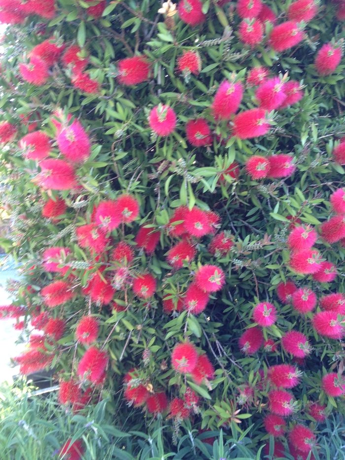 Bottlebrush | Callistemon citrinus