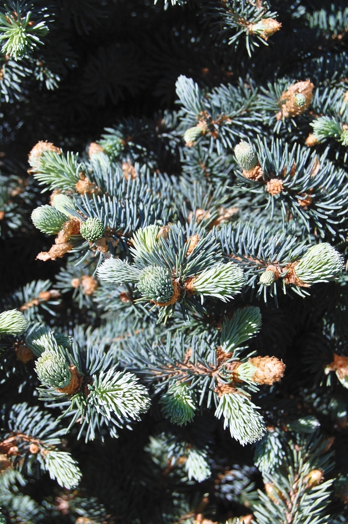 Colorado Spruce | Picea pungens 'Glauca'