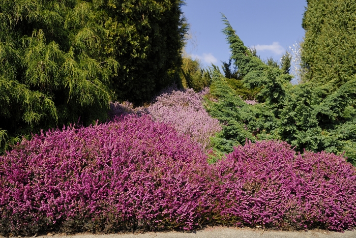 Heath | Erica carnea 'Springwood Pink'