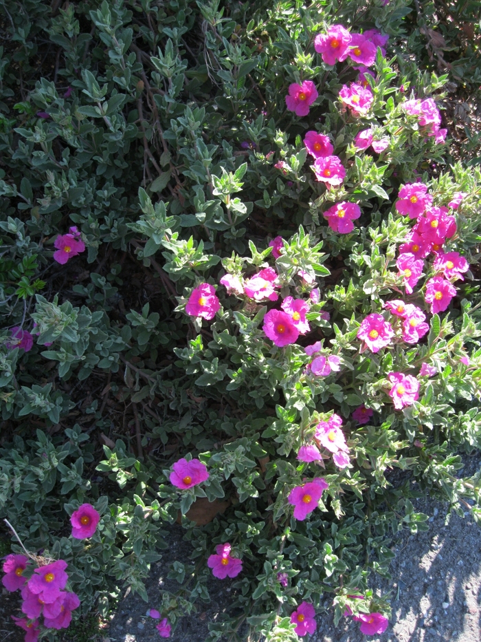 Pink Rockrose | Cistus 'Sunset'