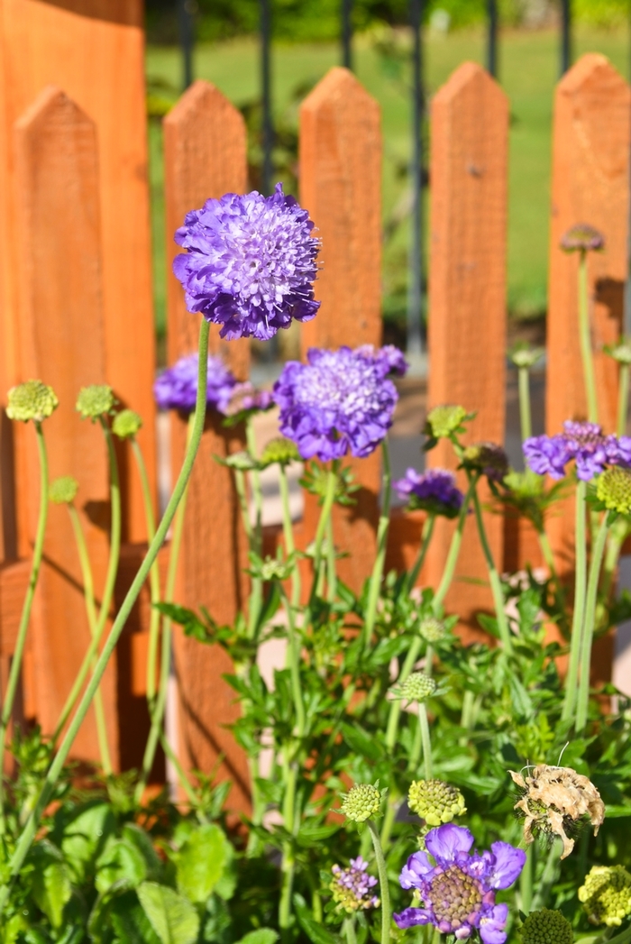 Pincushion Flower | Scabiosa columbaria 'Mariposa Violet'