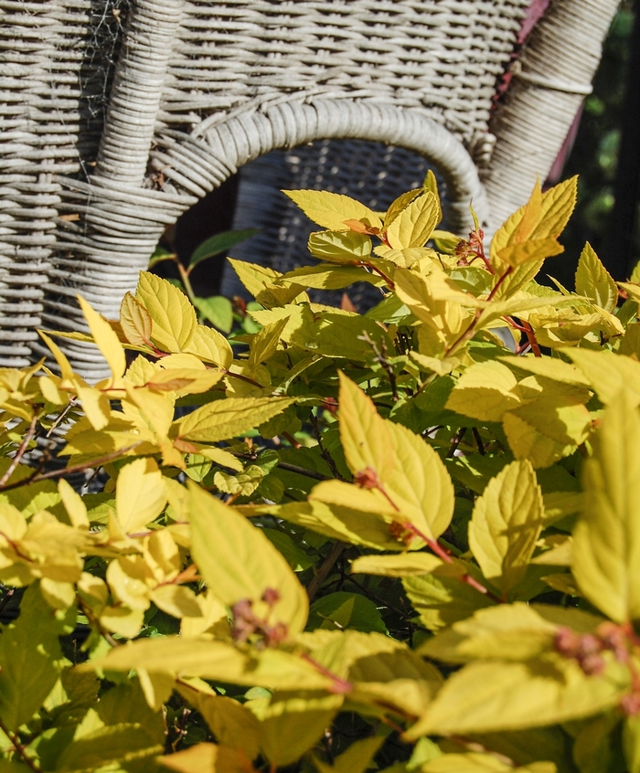 Golden Spiraea | Spiraea japonica 'Limemound'