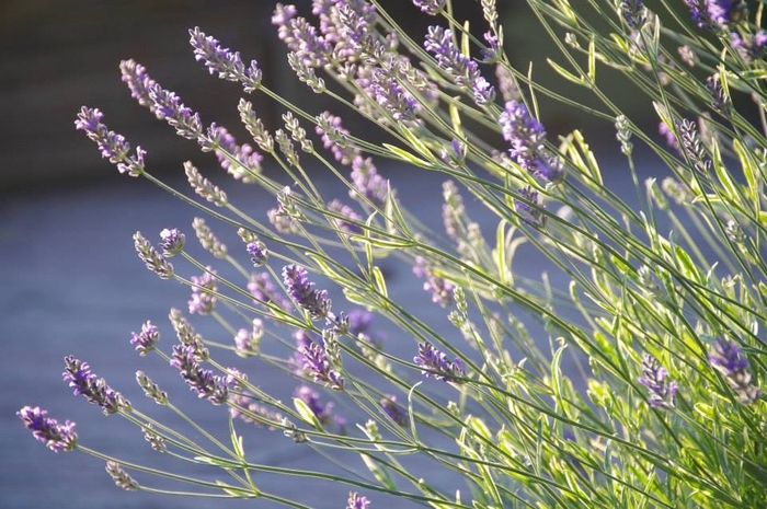 Lavender Platinum Blond | Lavandula angustifolia 'Platinum Blond'