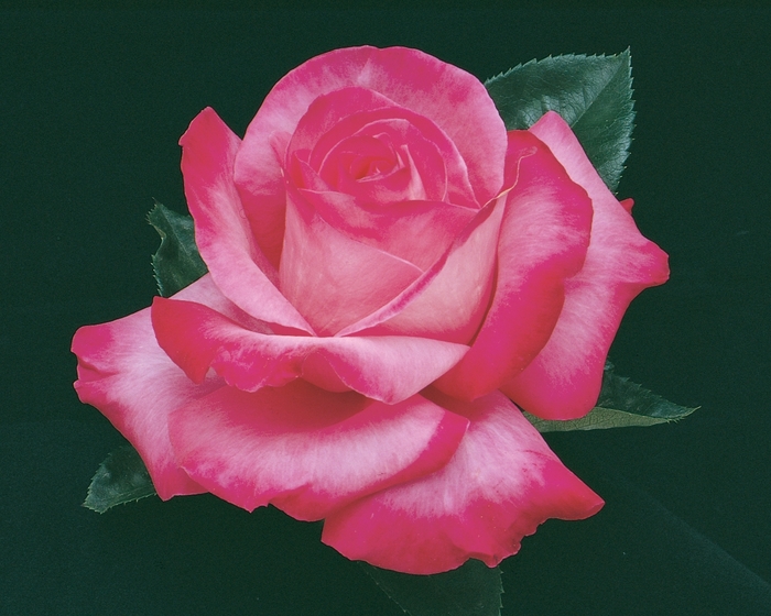 Elizabeth Taylor Rose | Rosa Hybrid Tea 'Elizabeth Taylor'