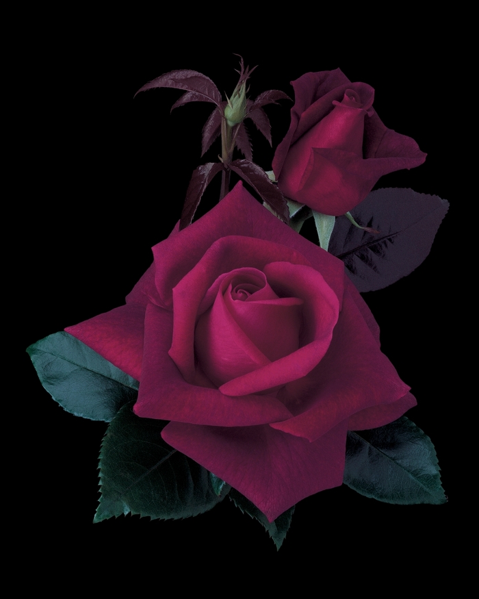 Lasting Love Rose | Rosa Hybrid Tea 'Lasting Love'