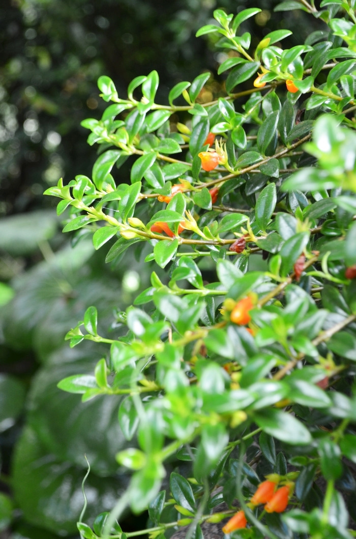 Goldfish Plant | Nematanthus gregarius