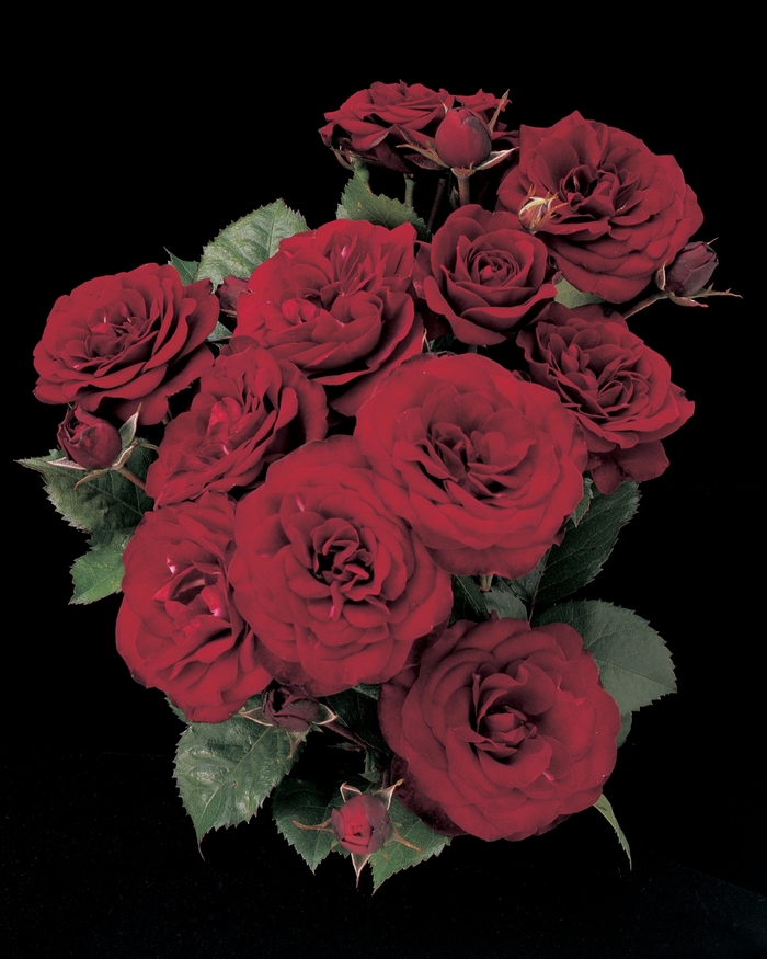 Lava Flow Rose | Rosa Floribunda 'Lava Flow'