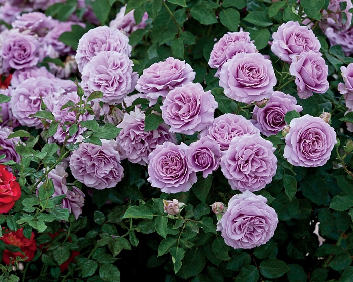 Love Song Rose | Rosa Floribunda 'Love Song'