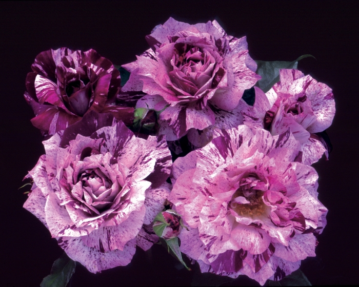 Purple Tiger Rose | Rosa Floribunda 'Purple Tiger'