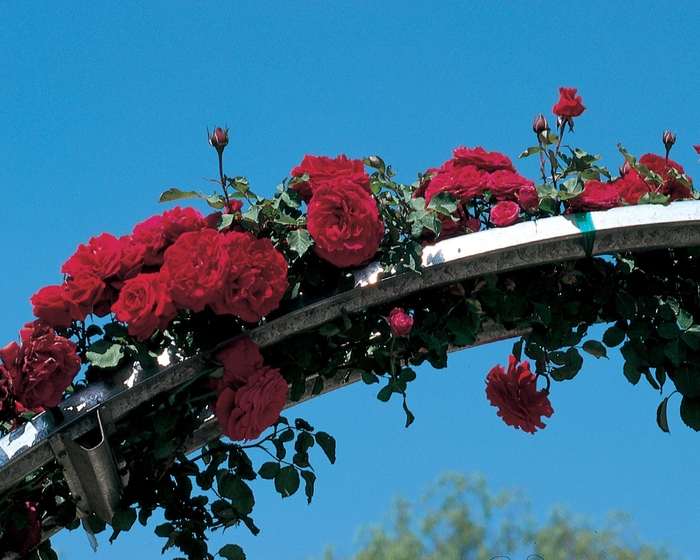 Don Juan Climbing Rose | Rosa Climber 'Don Juan'