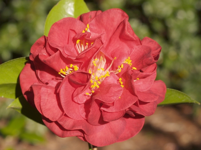 Camellia Mrs. Charles Cobb | Camellia japonica 'Mrs. Charles Cobb'