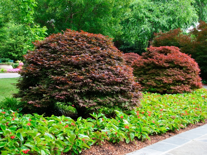 Japanese Maple | Acer palmatum 'Rhode Island Red'