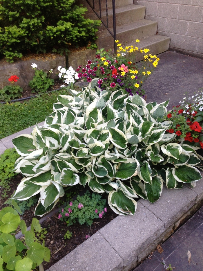 Plantain Lily | Hosta 'Patriot'