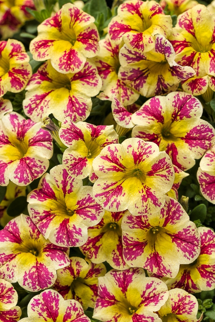 Superbells® Holy Moly!® | Calibrachoa hybrid