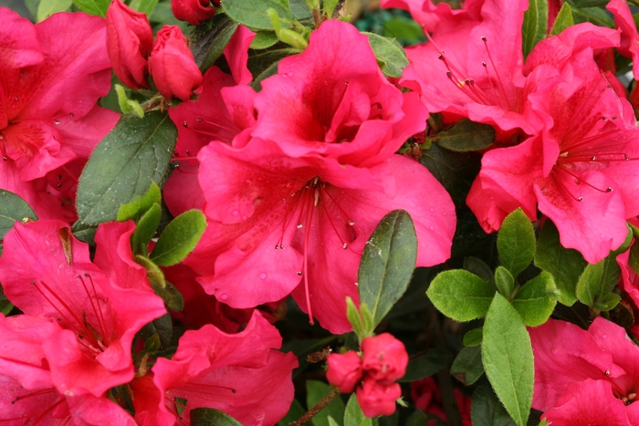 Bloom-A-Thon® Red | Rhododendron x