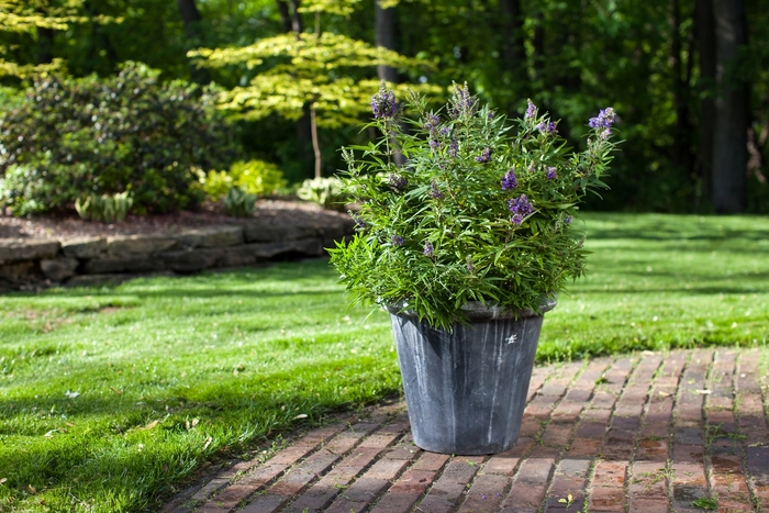 Dwarf Chaste Tree | Vitex agnus castus 'Blue Puffball'