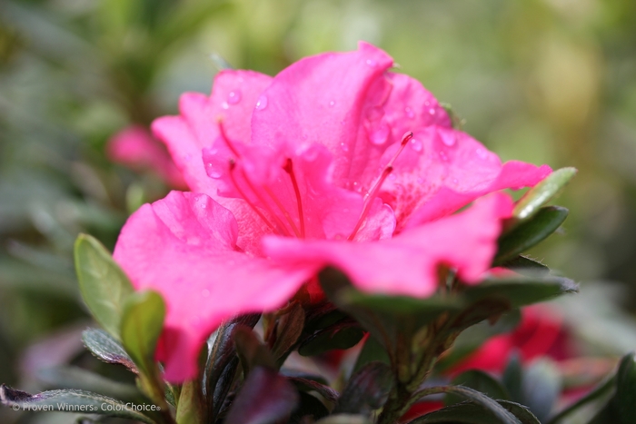 Bloom-A-Thon® Hot Pink | Rhododendron x