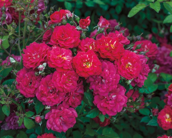 Children's Hope Rose | Rosa polyantha 'Children's Hope'