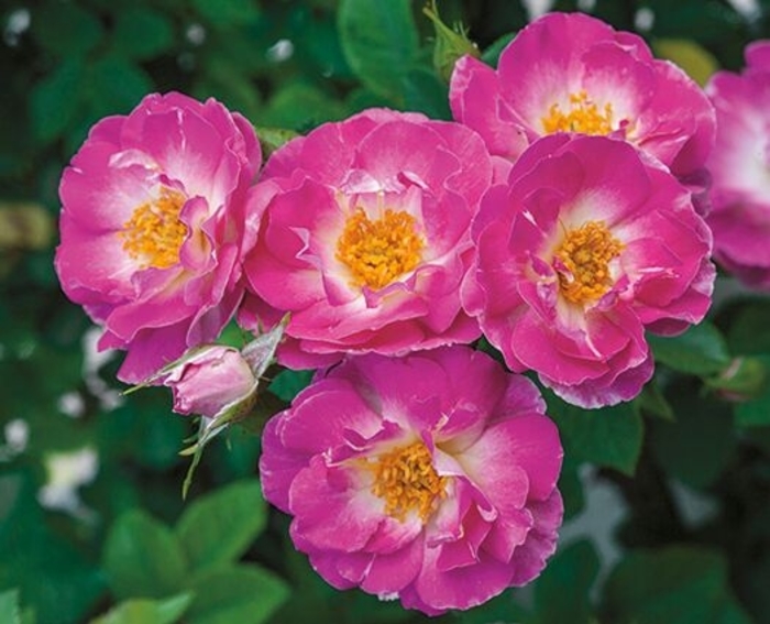 Climbing Cupid's Kisses Rose | Rosa climber 'Cupid's Kisses'