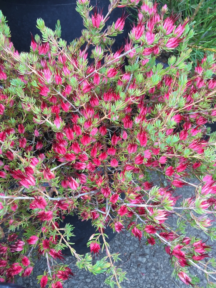 Medusa Grevillea | Grevillea nudiflora 'Medusa'