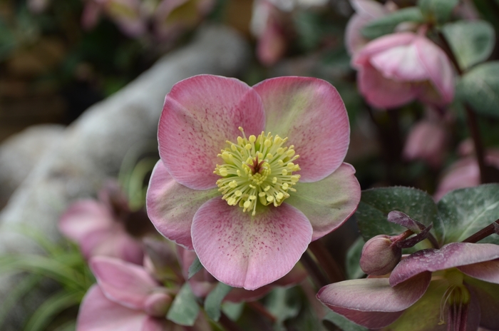 Frostkiss™ Lenton Rose | Helleborus 'Pippa's Purple™'