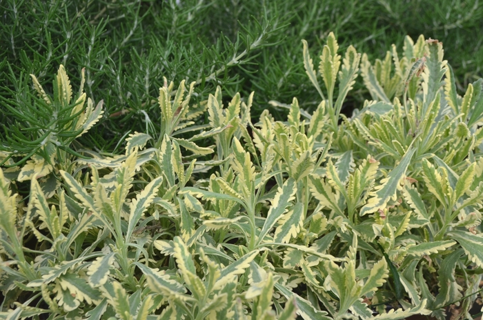 'Meerlo' Lavender | Lavandula allardii 'Meerlo'