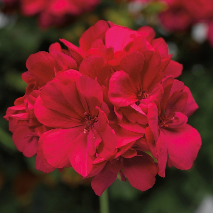 Interspecific Geranium | Pelargonium 'Calliope® Medium Hot Pink'