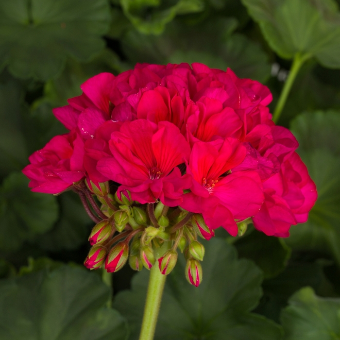 Zonal Geranium | Pelargonium x hortorum 'Tango Neon Purple'