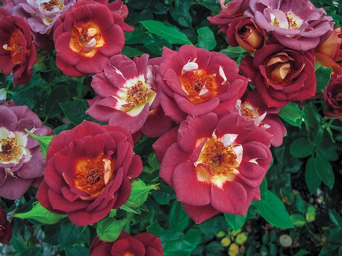 Hot N Sassy Patio Rose | Rosa 'Hot N Sassy'