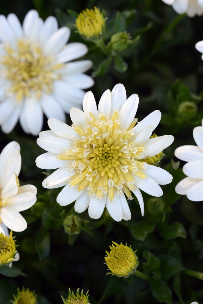 4D™ Lemon Ice | Osteospermum hybrid