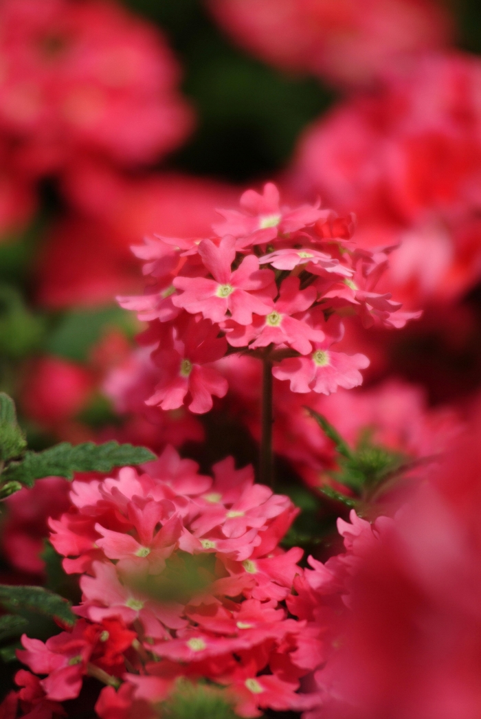 Aztec® Wild Rose Verbena | Verbena peruviana