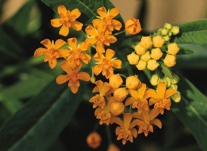 Butterfly Weed | Asclepius currassavica 'Silky Gold'